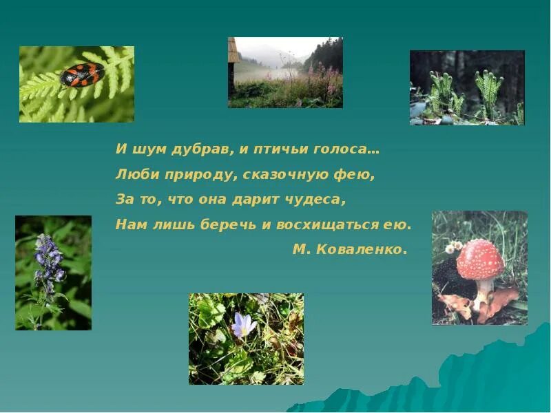 Проект разнообразие природы родного края краснодарский край. Разнообразие природы краснодарского края. растительный и животный мир краснодарского края. многообразие природы краснодарского края. проект разнообразие природы краснодарского края.