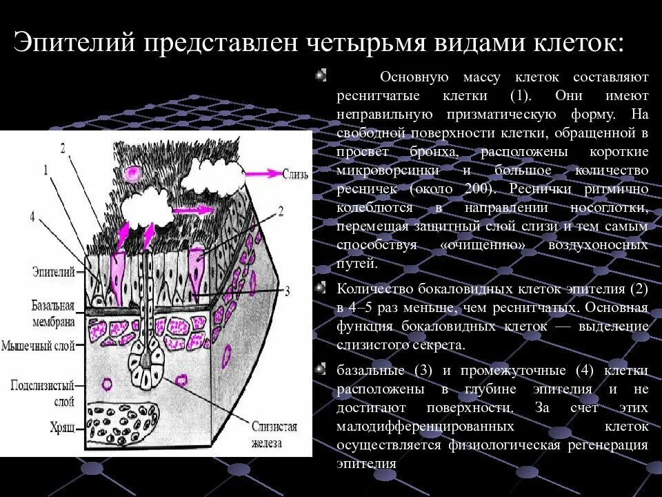 Слизистые клетки секрет. Клетки эпителия воздухоносных путей содержат:. Базальные клетки эпителия бронхов. Строение бокаловидной клетки. Бокаловидные клетки эпителия бронхов.