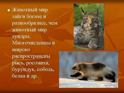 Сообщение животный мир 4 класс