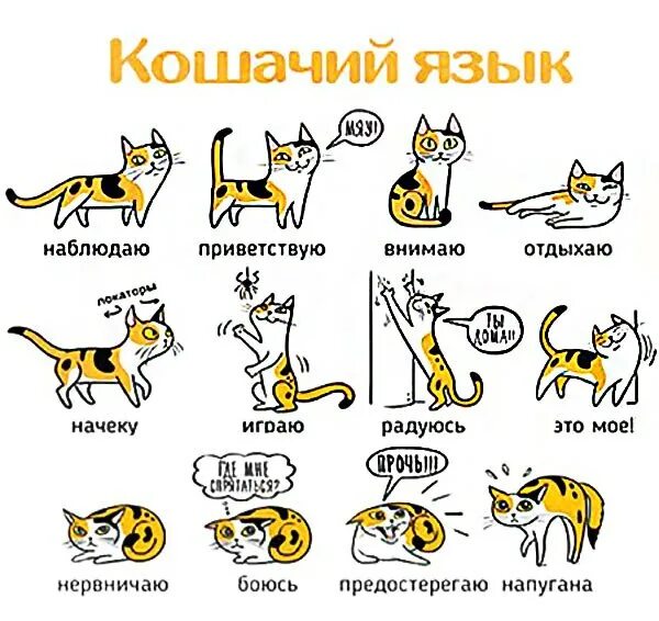 Выучить кошачий язык выучить кошачий язык. Кошачий язык жестов. Как понять язык кошек.