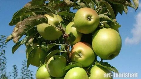 Яблоня ожерелье описание сорта