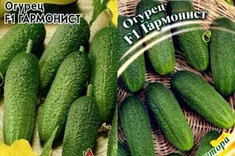Сорт огурцов гармонист