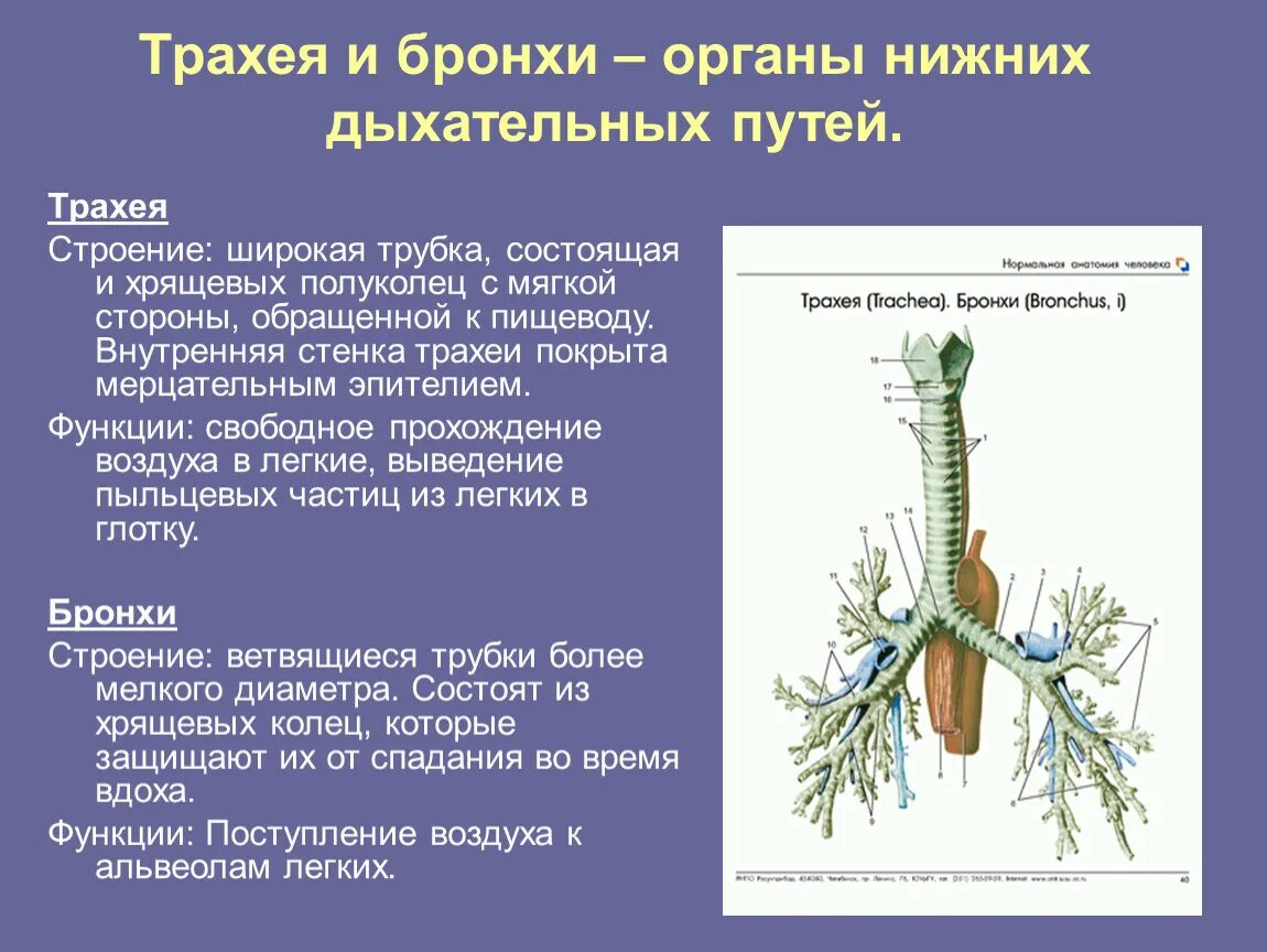 Трахея и бронхи строение и функции. Особенности строения бронхов человека. Строение трахеи и бронхов. Строение структур гортани,трахеи и бронхов. Легкие значение кратко