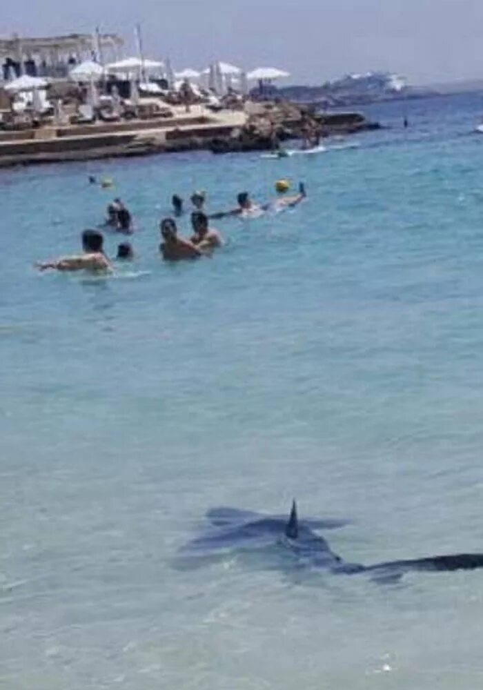 Есть ли акулы в египте. Акулы в Красном море Хургада. Акулы на Мальте.