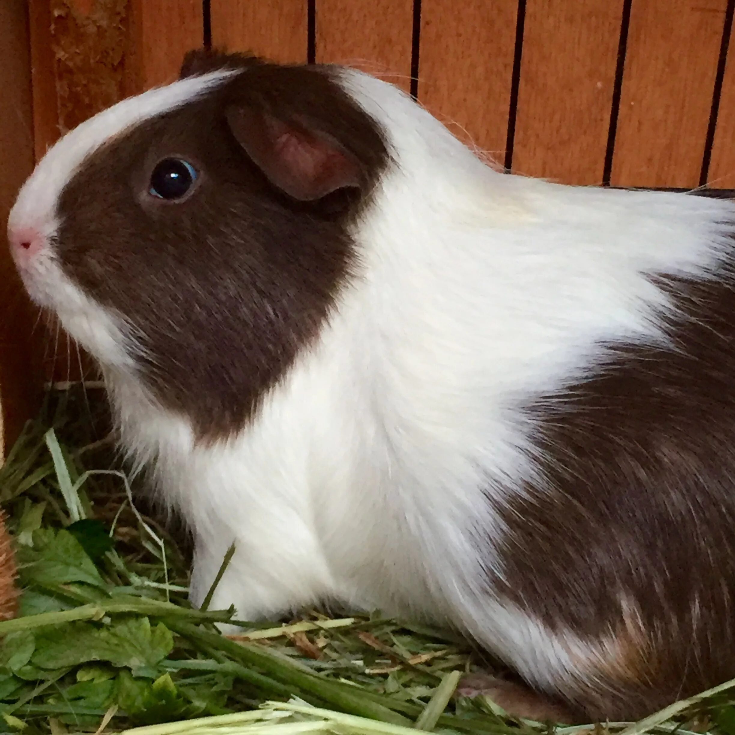 Живых морских свинок. Морская Свинка короткошерстная. Cavia porcellus (Guinea Pig). Морская Свинка трехцветная. Морская Свинка трехцветная гладкошерстная.