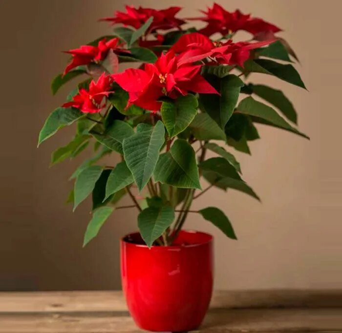 Пуансеттия Euphorbia 17/30