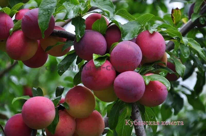 Алыча кубанская комета опылители. Алыча гибридная Кубанская Комета. Слива русская (алыча) Кубанская Комета. Кубанская ракета алыча. Алыча Клеопатра.