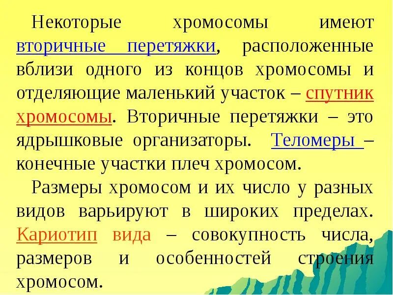 Функция вторичной перетяжки. Спутник хромосомы функция. хромосомы имеющие вторичную перетяжку. первичная и вторичная перетяжка хромосомы. спутники хромосом образуются за счет.