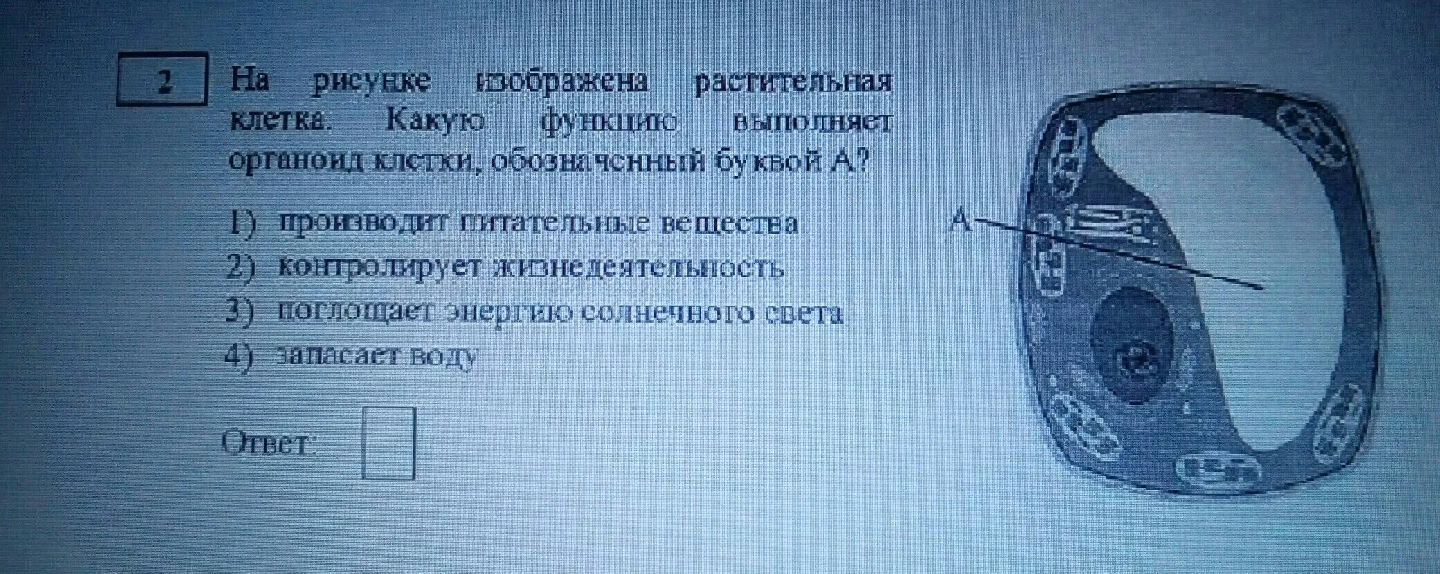 Что на этом рисунке изображено цифрой 3. На рисунке изображена растительная клетка. Какой органоид клетки изображён на рисунке. Какой органоид на рисунке клетки. Какую функцию выполняют клетки обозначенные на рисунке.