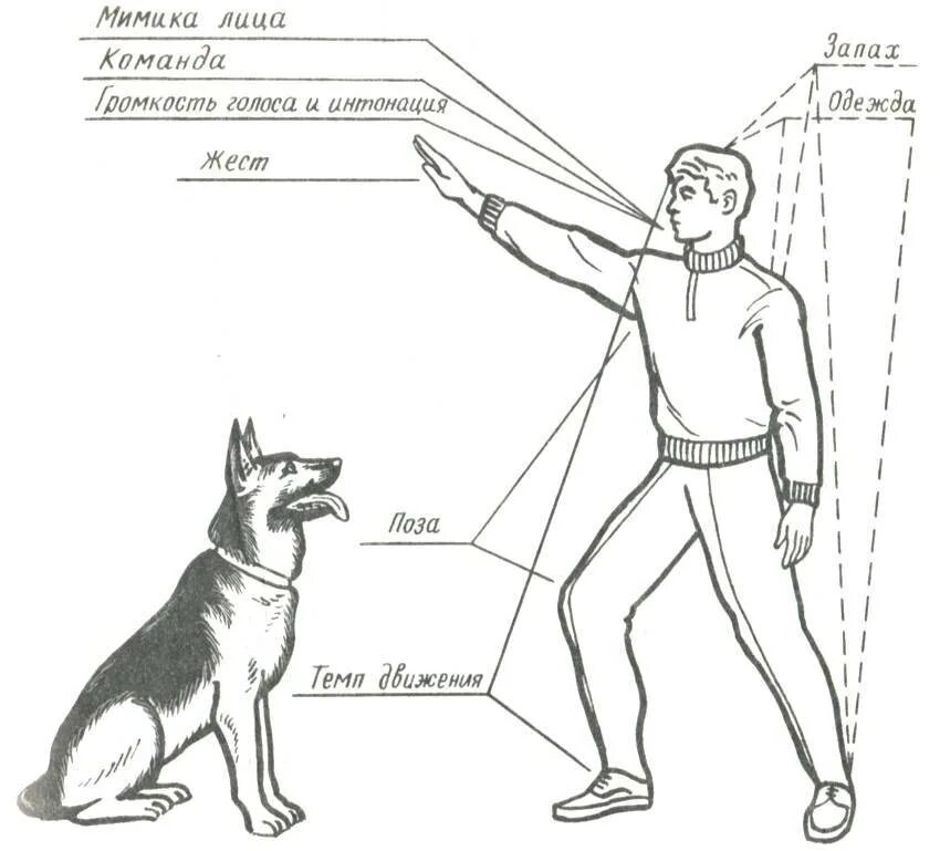 Дрессировка собак команды и жесты. Команды для собак жестами. Основные команды для дрессировки собак. Команды и жесты ОКД для собак. Команды сидеть лежать
