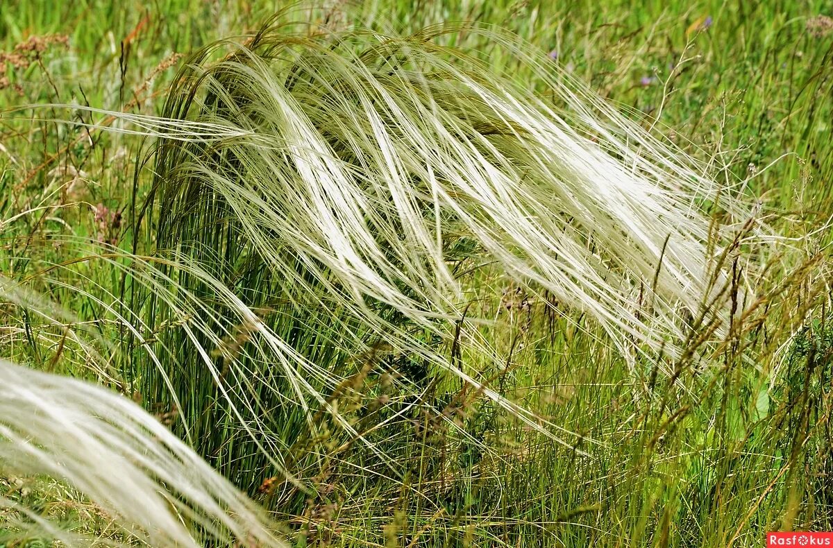 Ковыль почва. Ковыль опушеннолистный. Ковыль Сарептский (Stipa sareptana). Окский ковыль. Ковыль опушеннолистный Оренбургский.