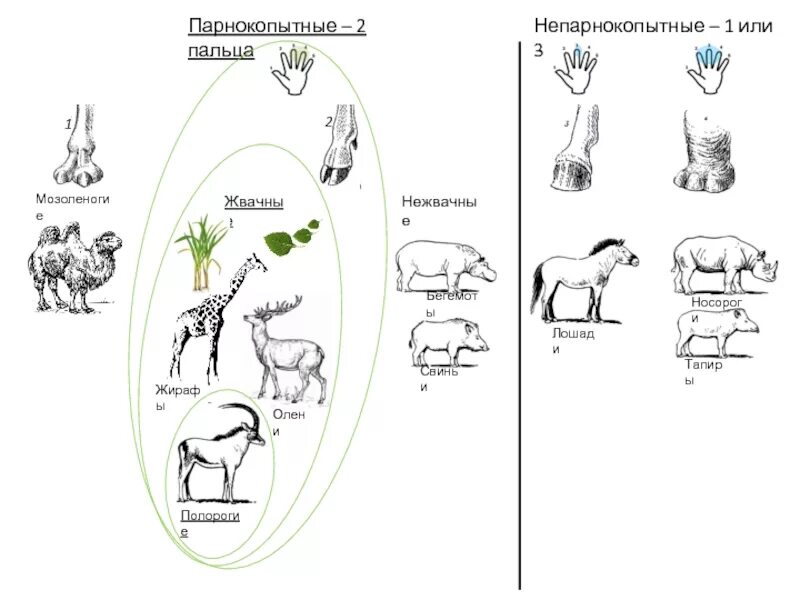 Классификация отряда непарнокопытные. Отряд непарнокопытные схема. Отряд парнокопытные классификация. Отряд парнокопытные схема. Система парнокопытных