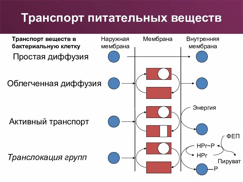 Поступление веществ в клетку таблица. Транспорт веществ в бактериальную клетку микробиология. механизмы транспорта питательных веществ в бактериальную клетку. механизмы поступления питательных веществ в бактериальную клетку. механизмы транспорта питательных веществ в микробную клетку..