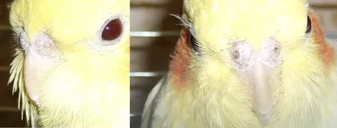 Аллергия на попугая