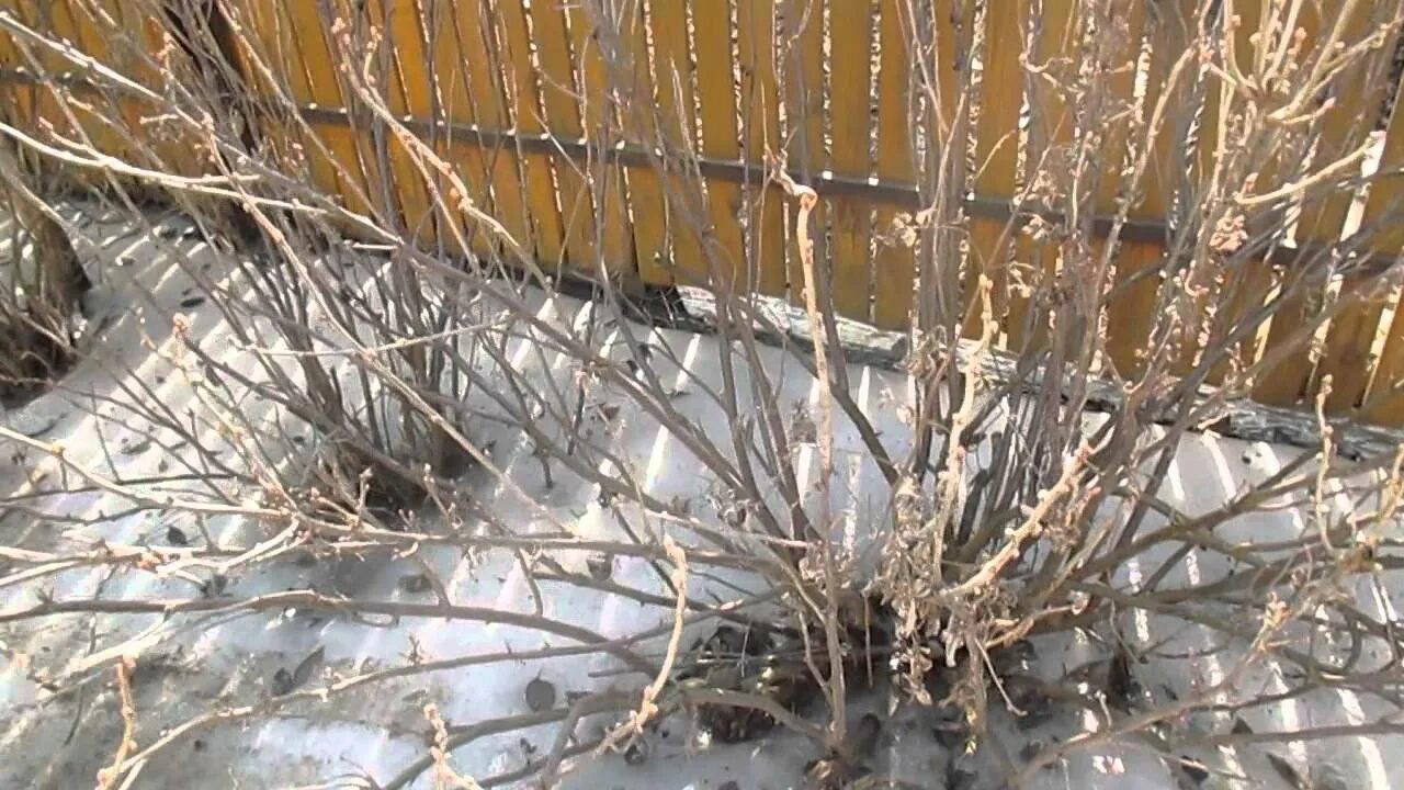 Кусты смородины после зимы. Куст смородины весной. куст смородины ранней весной. крыжовник куст ранней весной. саженцы кустарников ранней весной.