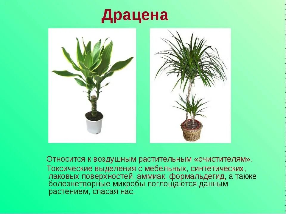 Драцена комнатное растение. Dracaena - Драцена, Агавовые. Драцена спатифиллум. Фикус Драцена. Комнатные растения страна