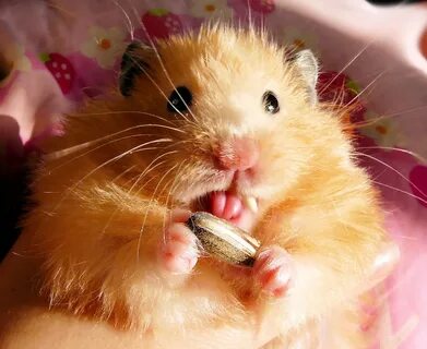 Hamster mature