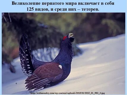 Тетерев зимой