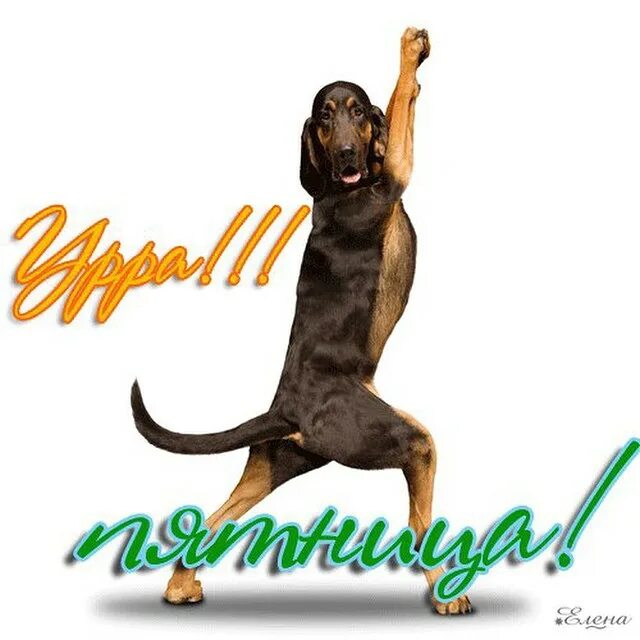 Открытка для девушки в пятницу. Открытки с пятницей прикольные. Анимационные открытки с пятницей. Картинки пятница двигающиеся. Эротические поздравления с пятницей.