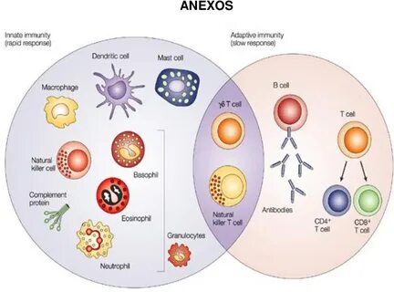 Cell systems