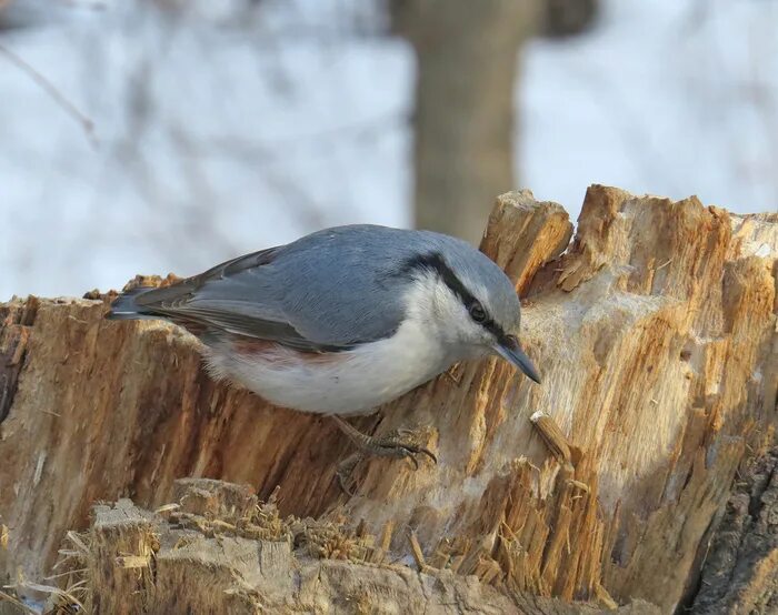 Поползень свиристель. Поползень перелетная птица. Поползень свиристель. Синица воробей снегирь. Снегирь синица свиристель.