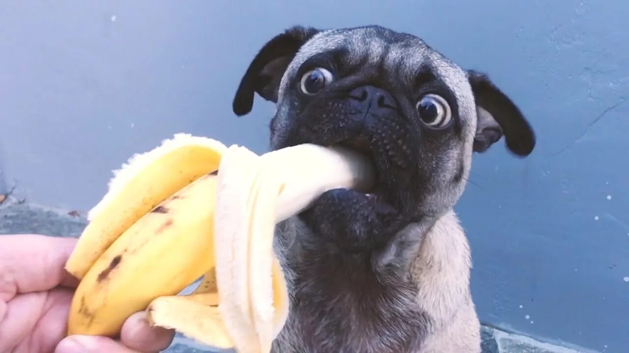 Можно собакам давать бананы. Мопс банан. Мопс ест. Бандана для собак. Собака ест банан.