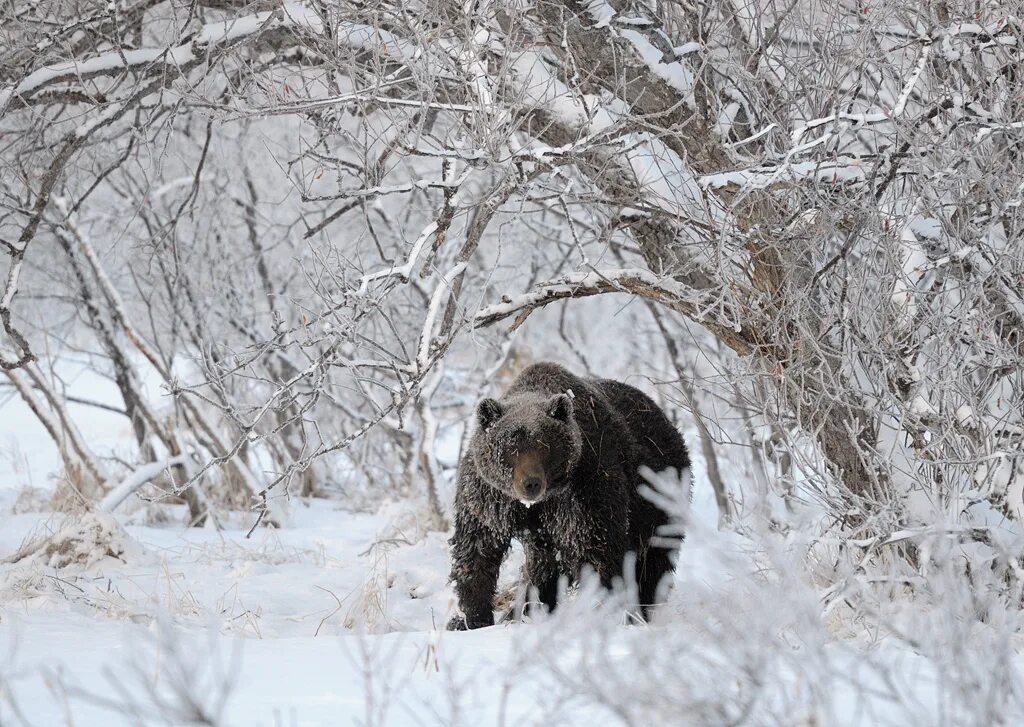 Медведь гризли зимой в лесу. Медведь шатун зимой. Медведь. Медведь в зимнем лесу. Медведь зимой.