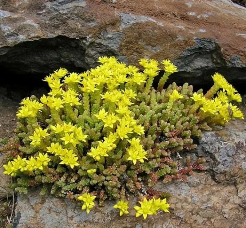 Очиток едкий Sedum acre. Очиток едкий (Sedum acre `Aureum`). Седум морской коралл.