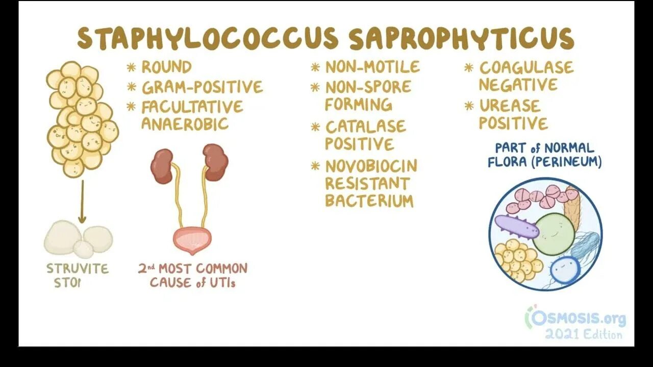 Стафилококк сапрофитикус. Сапрофитный стафилококк Staphylococcus saprophyticus. Staphylococcus saprophyticus в моче. Staphylococcus aureus 10 3