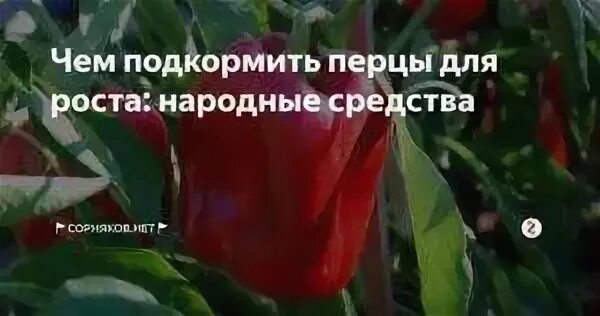 Чем подкормить перец для роста
