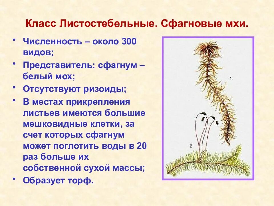 Прикрепляется к почве с помощью ризоидов