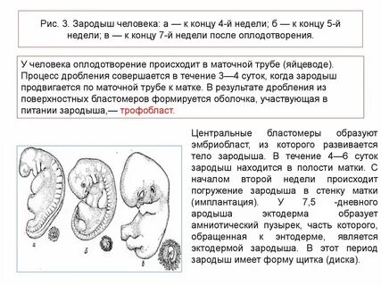 Жабры у эмбриона человека
