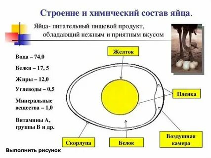 Что содержится в курином белке
