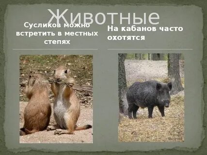 Ставропольские животные