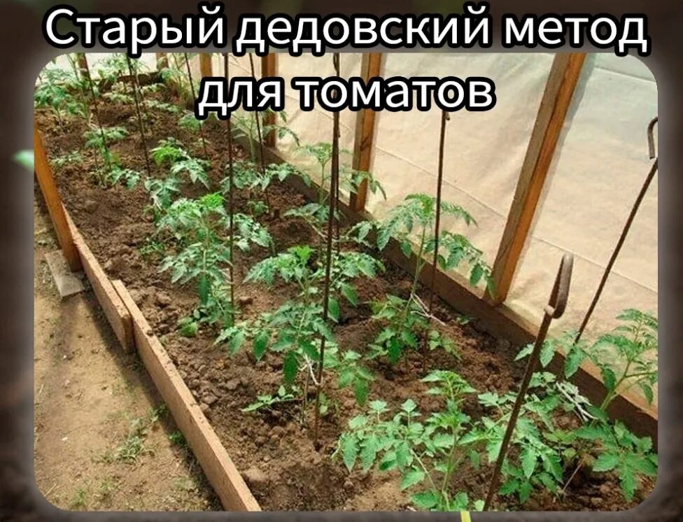 Подкормка томатов после посадки в теплицу. Удобрения для теплицы. первая подкормка томатов после высадки в теплицу. подкормка для помидор. подкормить помидоры после высадки в теплицу.