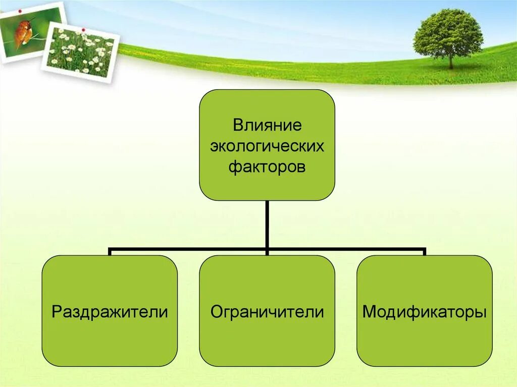 Экологические факторы среды. Экологические факторы среды обитания. Факторы среды обитания организмов. Среда обитания и факторы среды. Экология среды жизни и экологические факторы