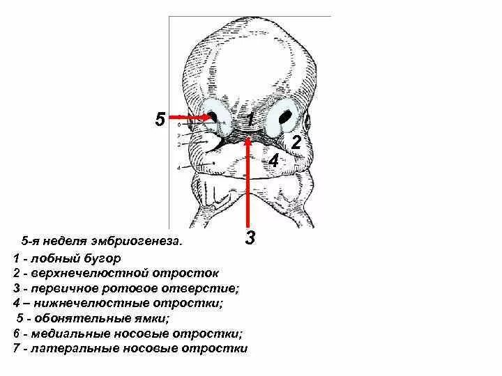 Эмбриональное развитие черепа. Эмбриогенез костей черепа. Формирование лица эмбриона. Формирование лицевого черепа.