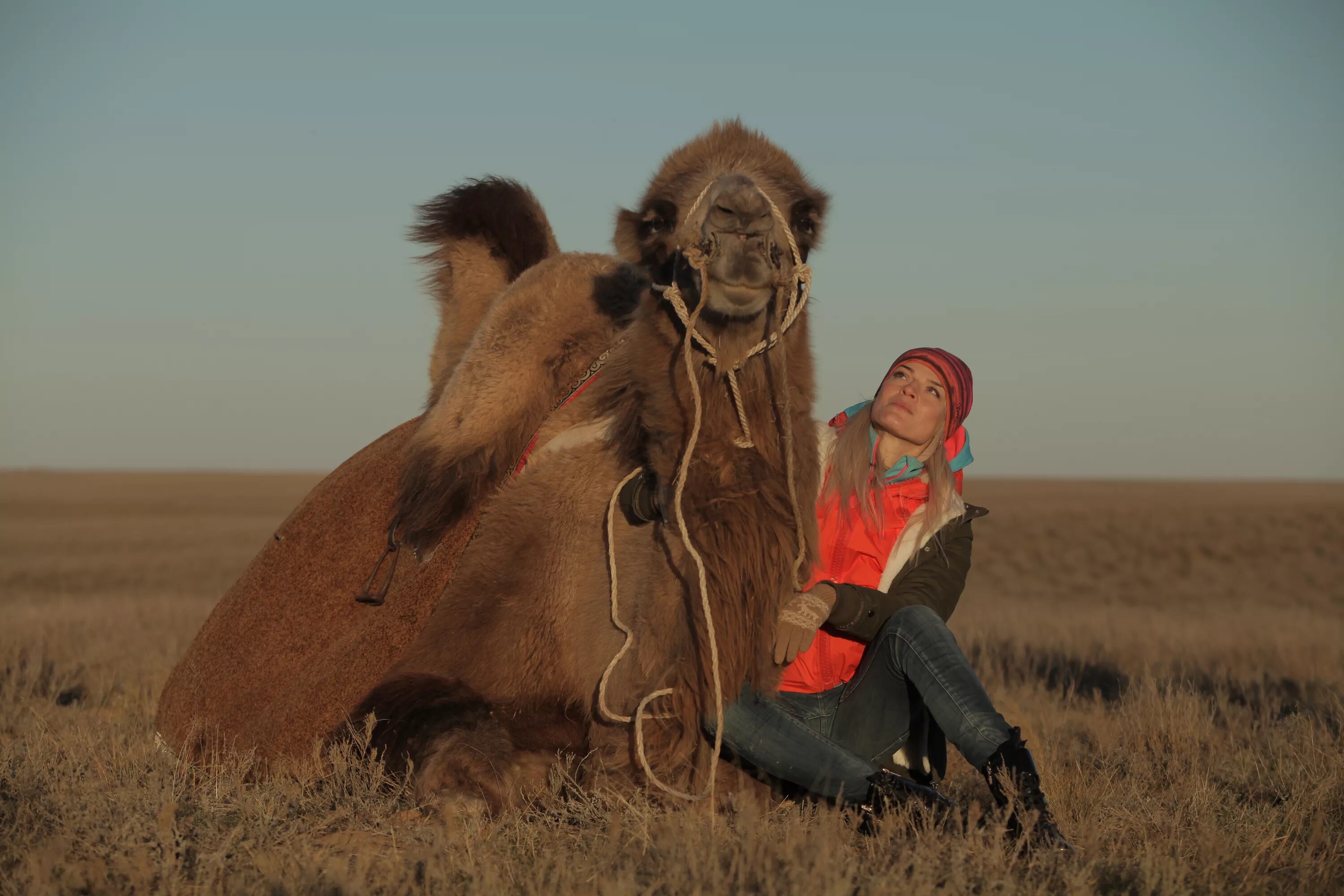 Степь калмыкия с кибиткой. Калмыки кибитка. Верблюдоводство в калмыкии. Верблюжий остров элиста. Кочевники пастухи монголия.