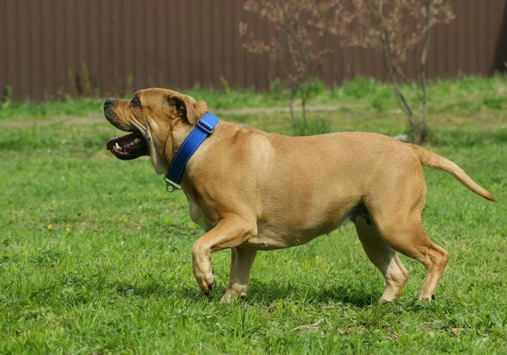 Ca de. Ca de. Ca de. Ca de. Ка де бо черного окраса.