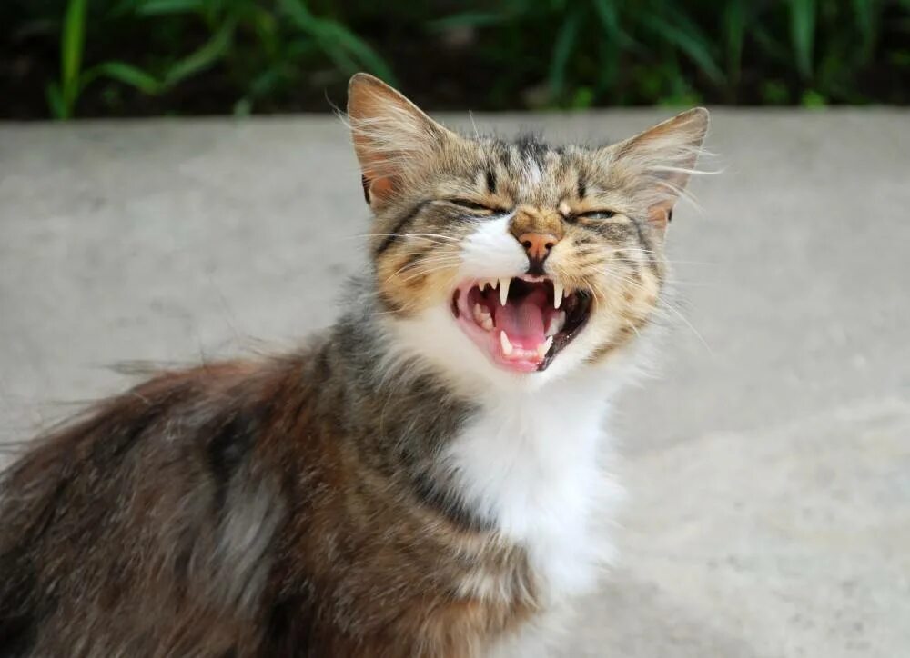 Почему котенок мяукает без причины. Кричащая кошка. кот громко мяукает. котик кричит. вопли кошек.