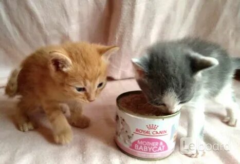Котята в добрые пермь