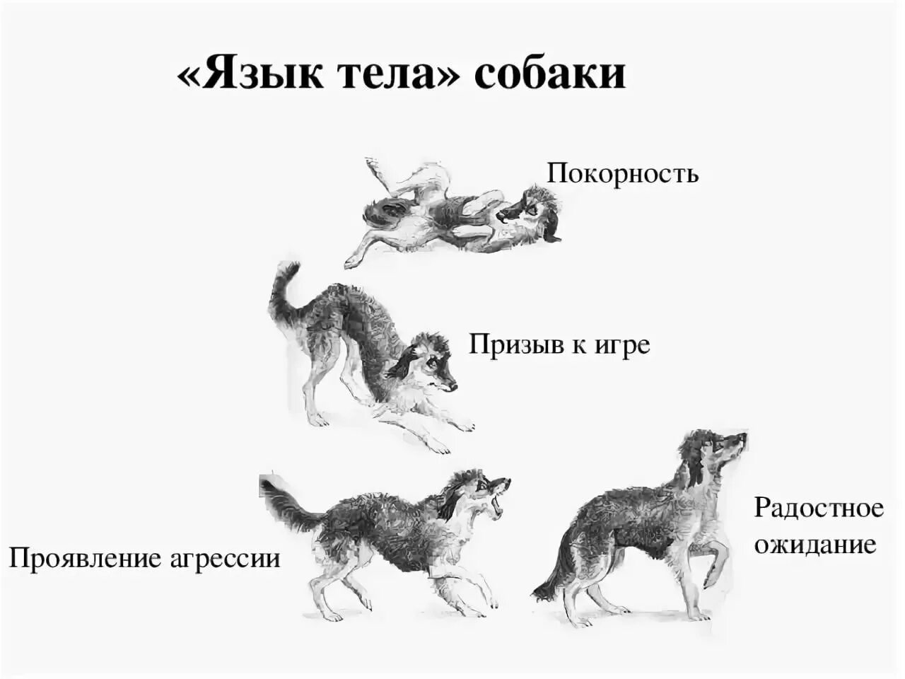 Автор про повадки животных. Поведение собак. язык тела собаки в картинках. виды поведения собак. поведение домашних животных.