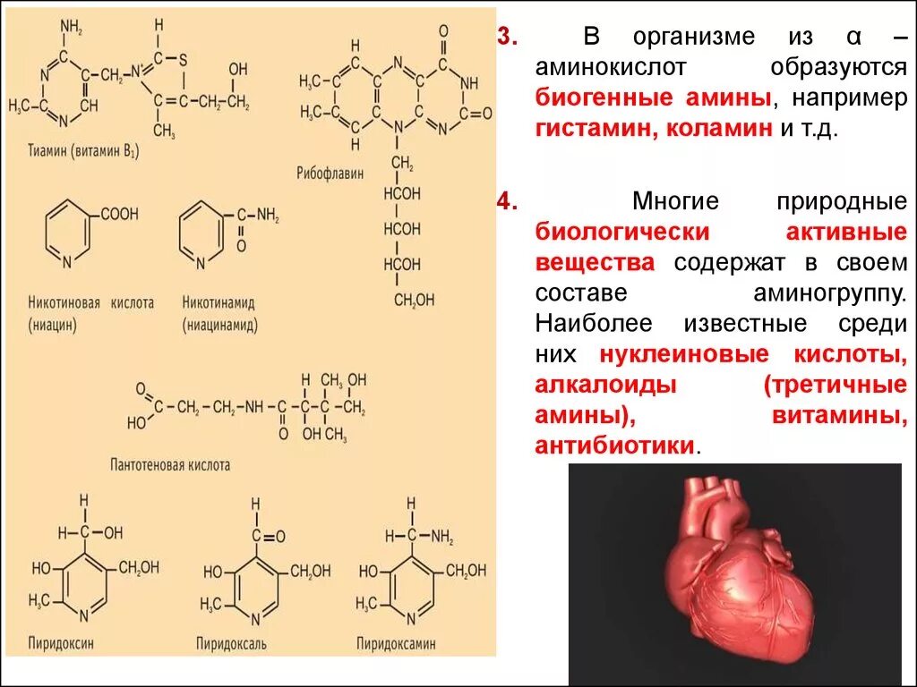 Биологически активные органические соединения. Биогенные Амины витамины. Гистамин роль в организме. Биогенные Амины роль в организме. Биогенные аминокислоты.