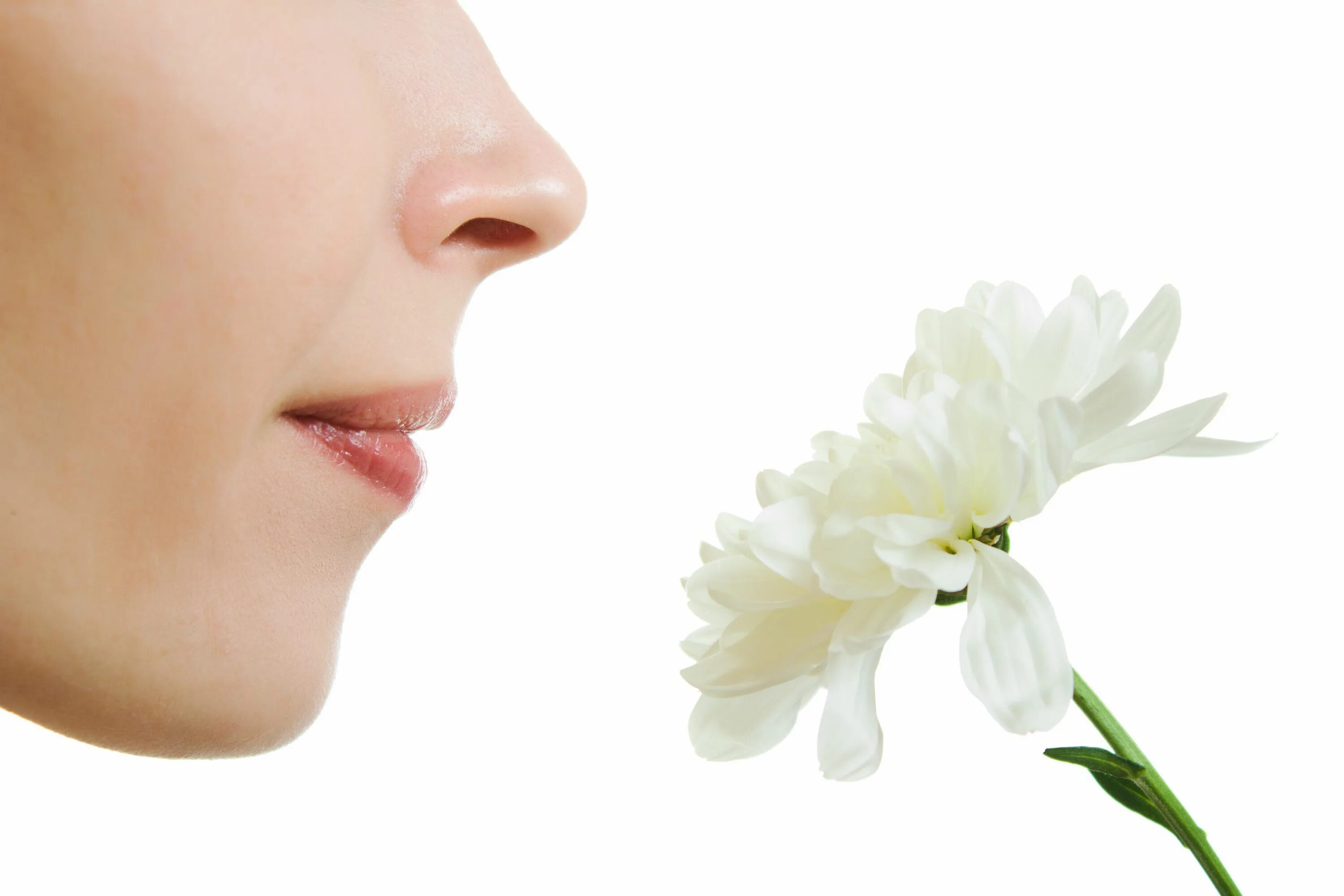 Why you smell this flower