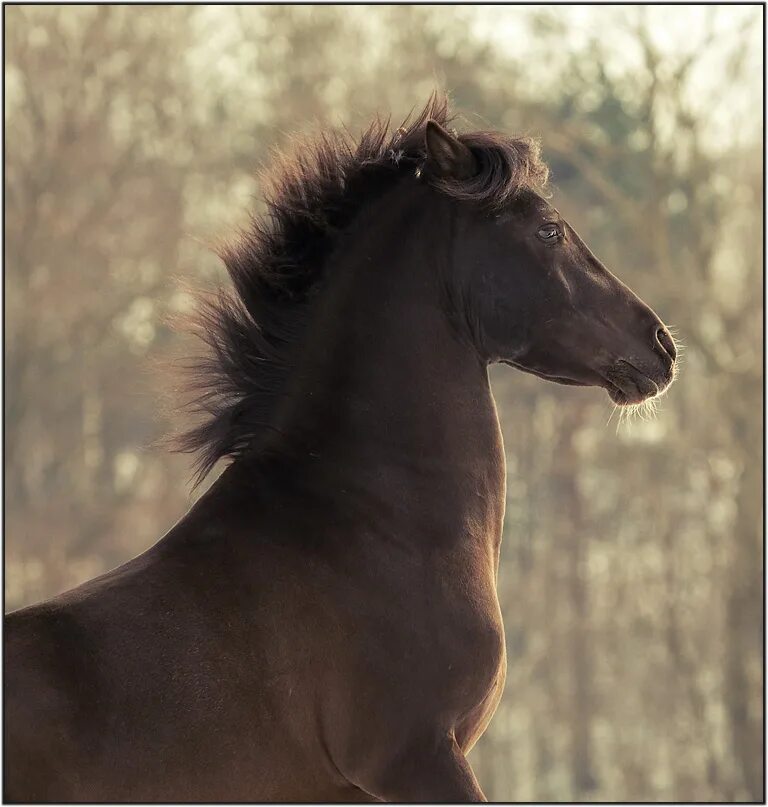 темная лошадка отзывы. темная лошадка станислав назиров. темная лошадка отзывы. темная лошадка отзывы. темная лошадка отзывы.