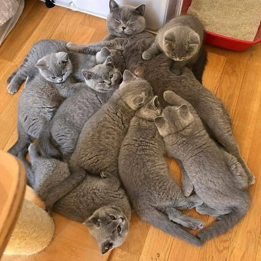 Кошка вынашивает котят