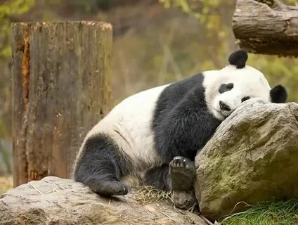 Panda net