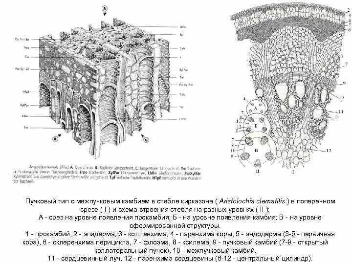 Анатомическое строение стебля кирказона. Пучковый Тип с межпучковым камбием в стебле кирказона. Поперечный срез стебля кирказона. Строение стебля кирказона на поперечном срезе.