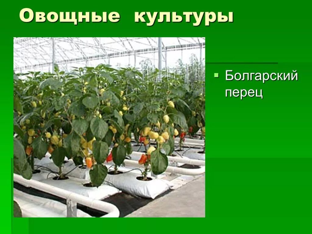 Приведи пример культурного растения пришедшего