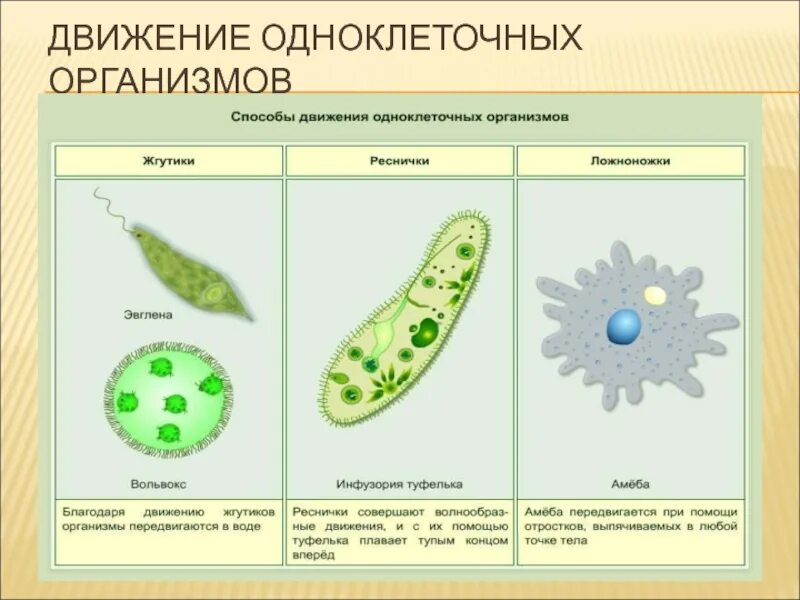 Органоиды движения простейших организмов. Органоиды движения одноклеточных организмов. Способы передвижения одноклеточных организмов. Схема одноклеточного растения.